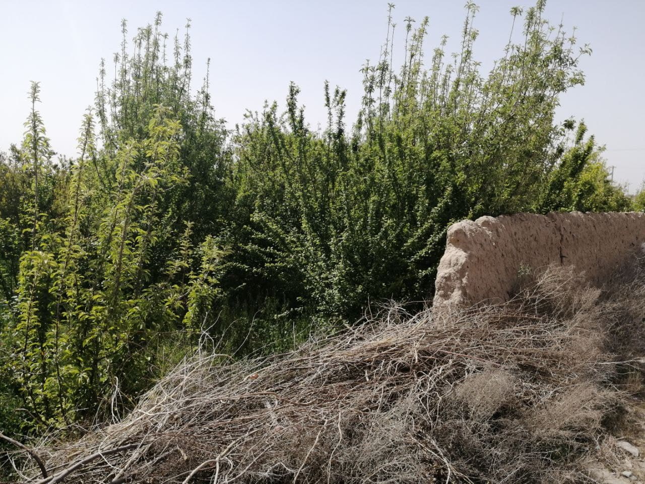 https://s16.picofile.com/file/8429026434/photo_2021_03_28_17_41_15.jpg