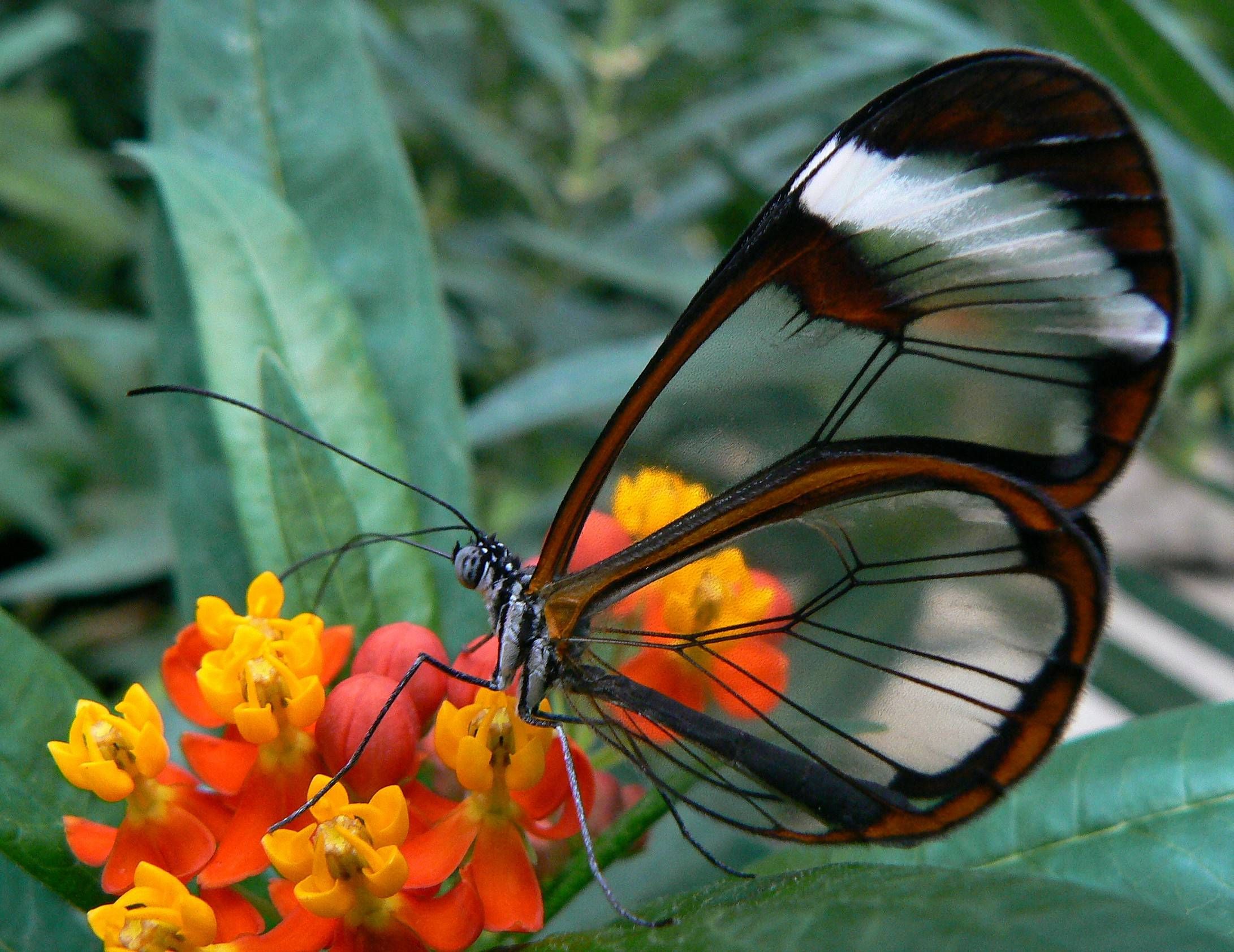[تصویر:  Glasswing_Butterfly_1_.jpg]